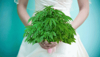 Marihuana antiestrés, ¿una buena opción antes de la boda?