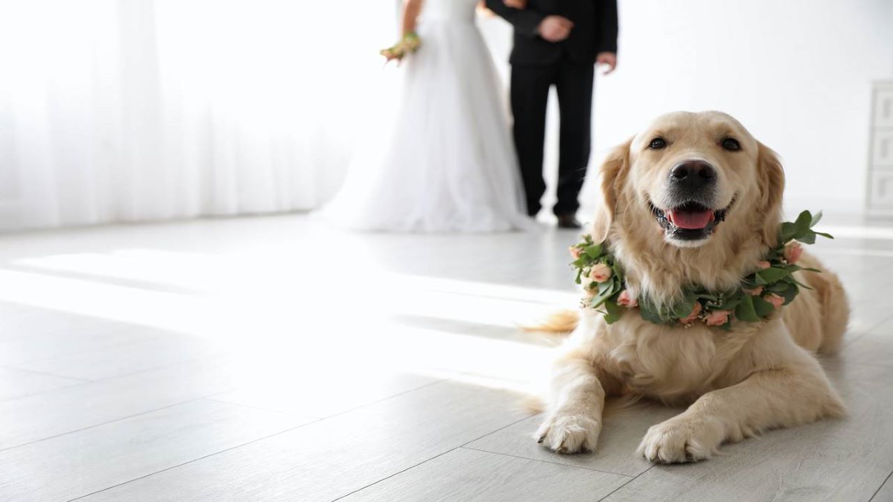 Cómo elegir la comida adecuada para las mascotas en una boda
