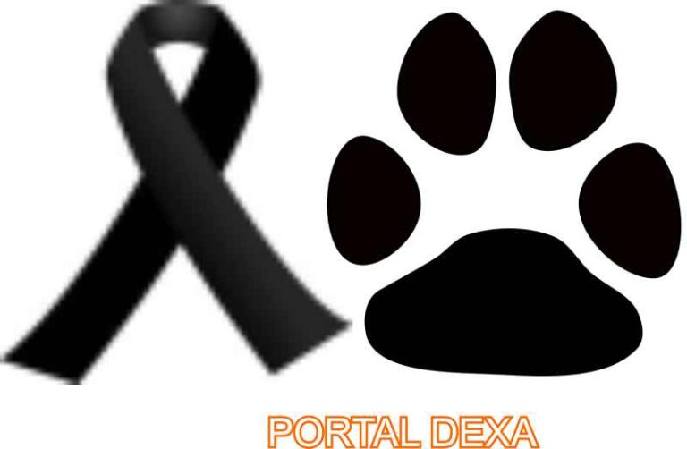 Moño de luto: fotos, blancos, imágenes - Portal Dexa
